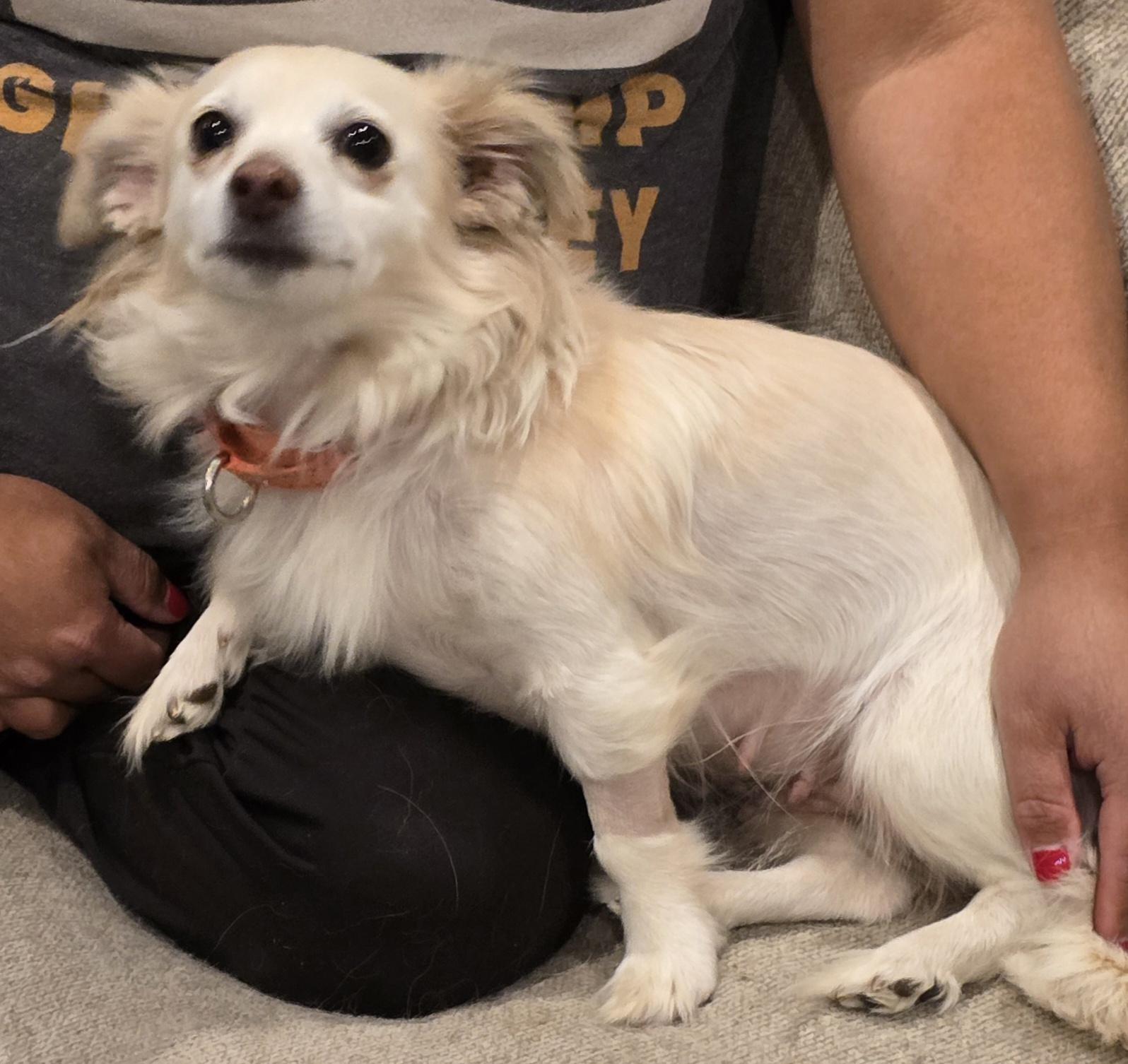 Grace, a ADOPTABLE Chihuahua in Union Gap, WA image 4/4
