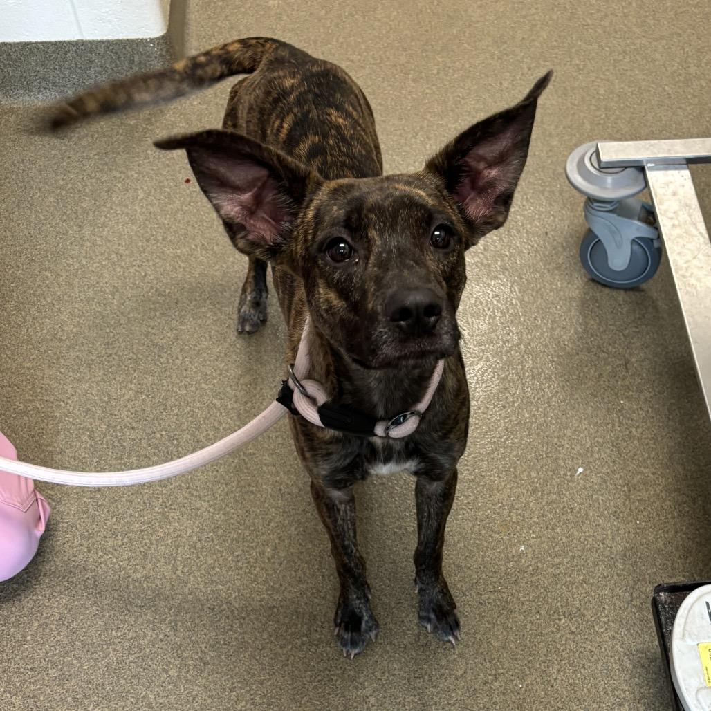 Boogie, Adoptable, Young Female Mixed Breed.