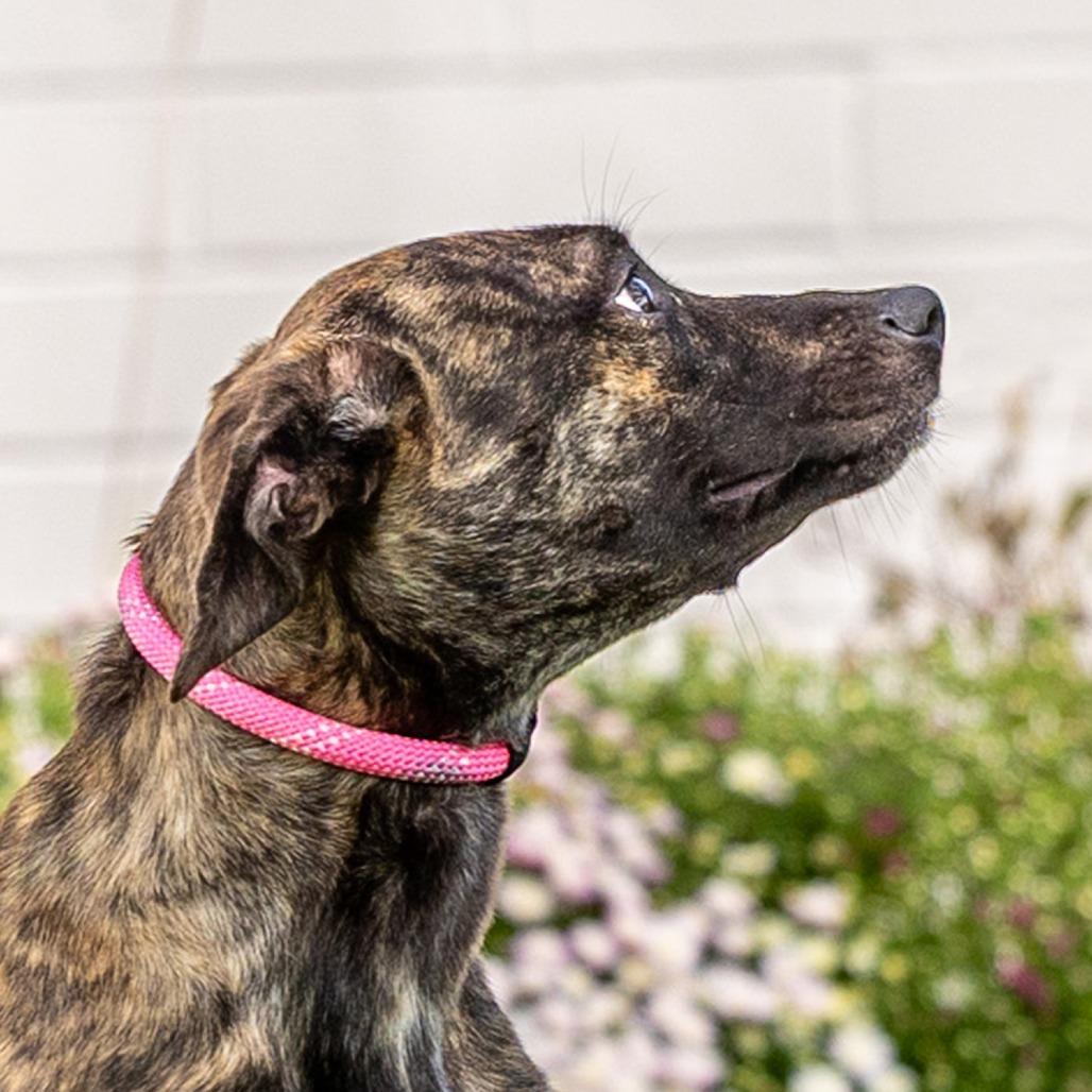 Enlarge Boogie, a Adoptable Mixed Breed in Council Bluffs, IA image 2/6