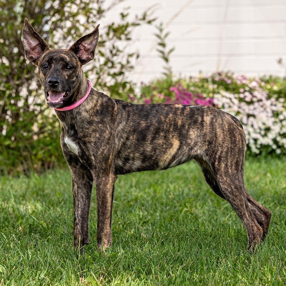 Enlarge Boogie, a Adoptable Mixed Breed in Council Bluffs, IA image 3/6