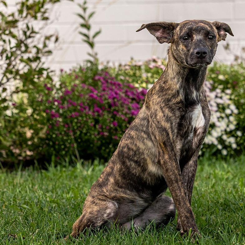 Enlarge Boogie, a Adoptable Mixed Breed in Council Bluffs, IA image 4/6