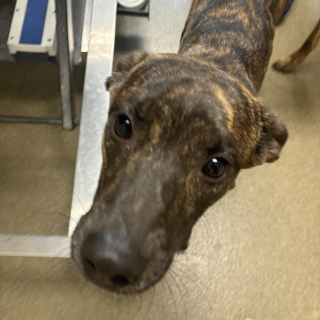 Enlarge Boogie, a Adoptable Mixed Breed in Council Bluffs, IA image 5/6