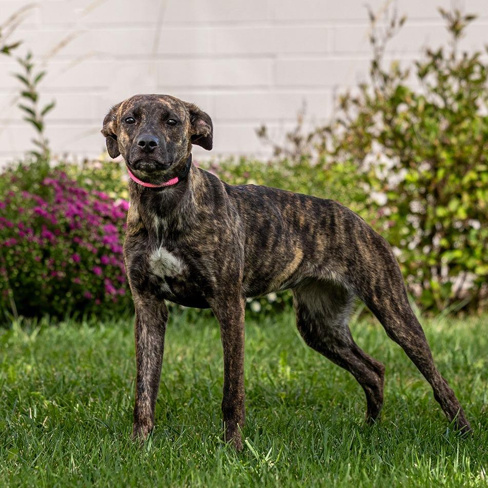 Enlarge Boogie, a Adoptable Mixed Breed in Council Bluffs, IA image 6/6