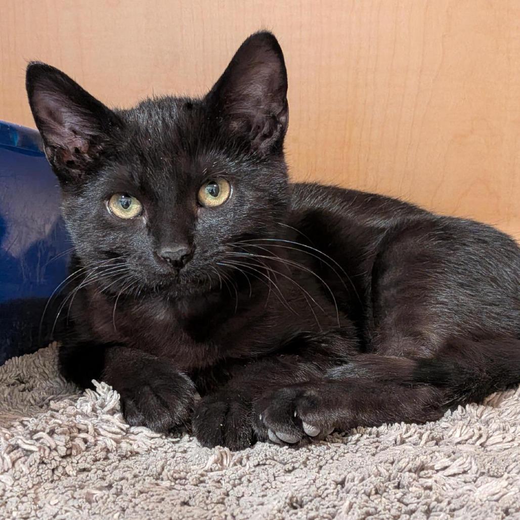 Enlarge Junior, a Adoptable Domestic Short Hair in Washington Township, OH image 1/6