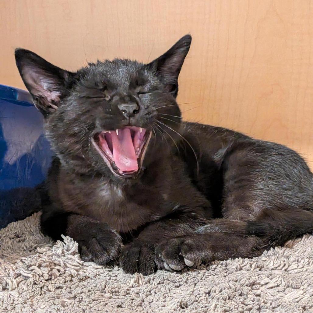 Enlarge Junior, a Adoptable Domestic Short Hair in Washington Township, OH image 4/6