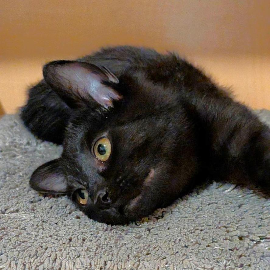 Enlarge Junior, a Adoptable Domestic Short Hair in Washington Township, OH image 5/6