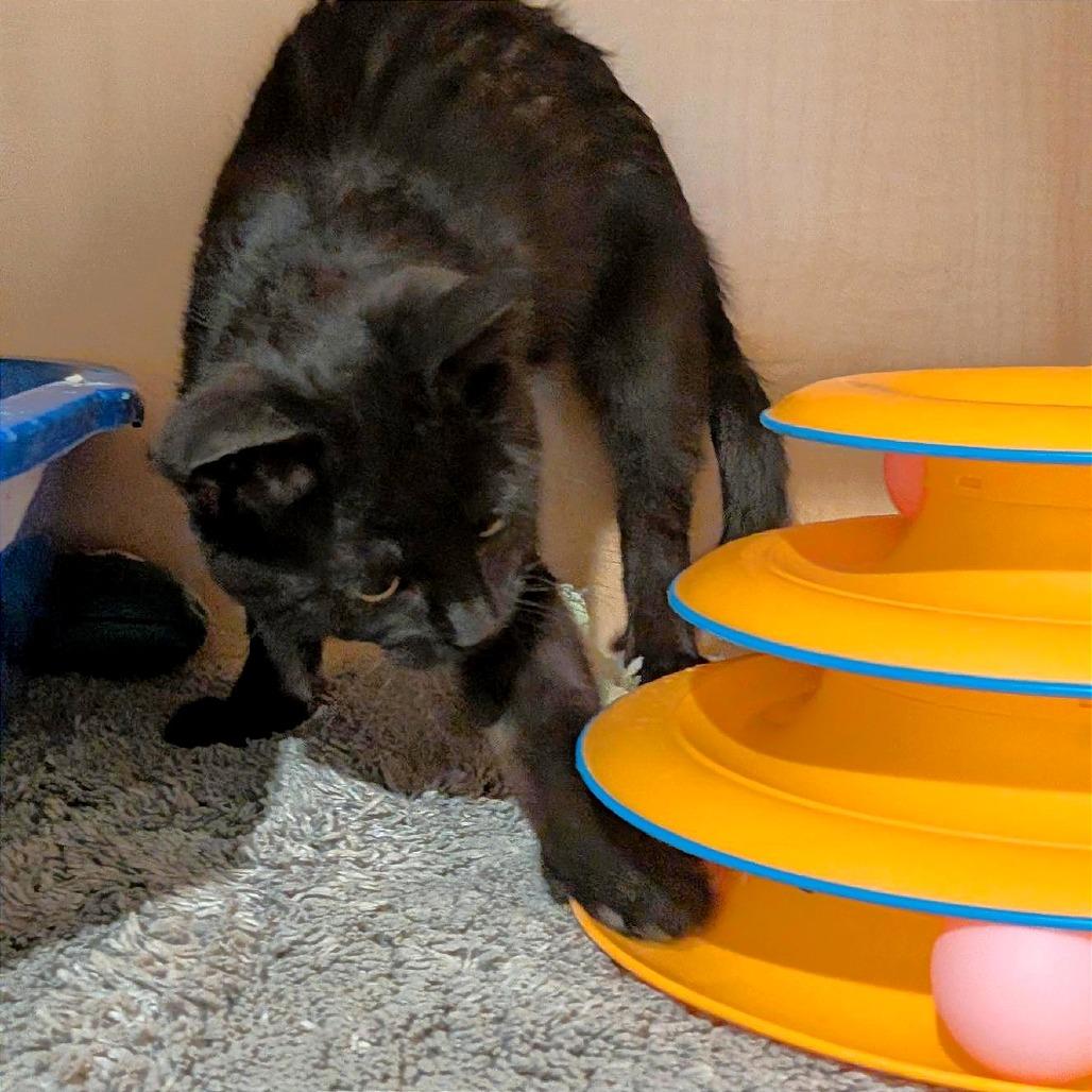 Enlarge Junior, a Adoptable Domestic Short Hair in Washington Township, OH image 6/6