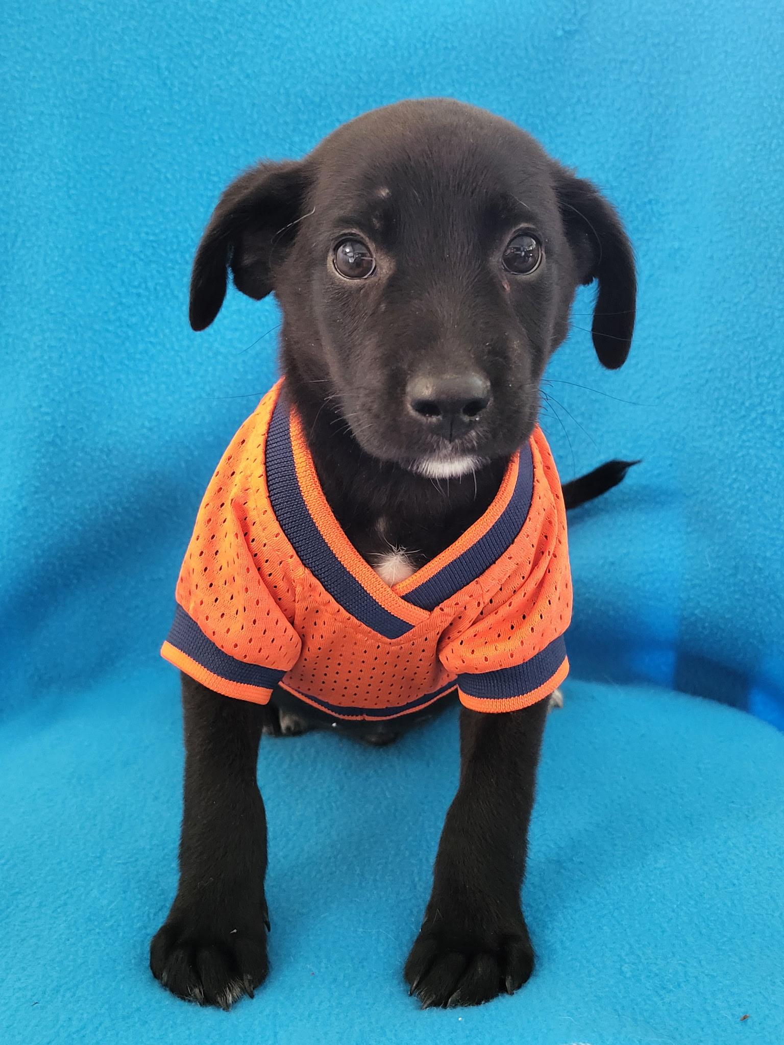 Flick, a ADOPTABLE mixed breed in Hillsdale, NY image 2/4