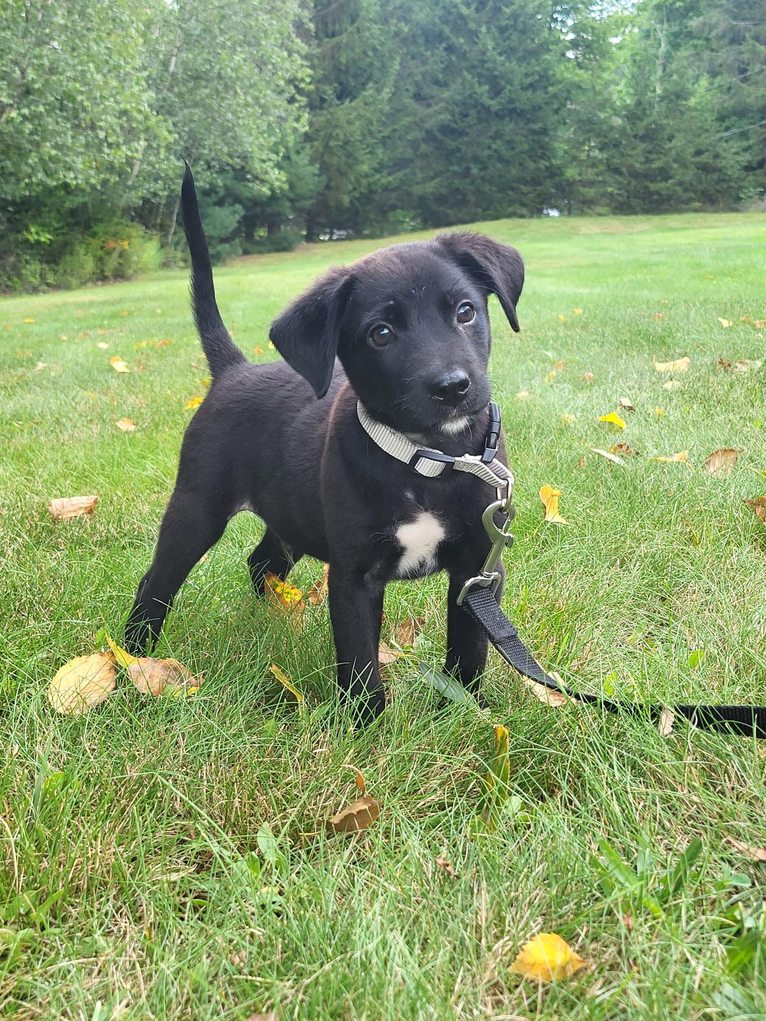 Flick, adopted, Puppy Male Labrador Retriever.