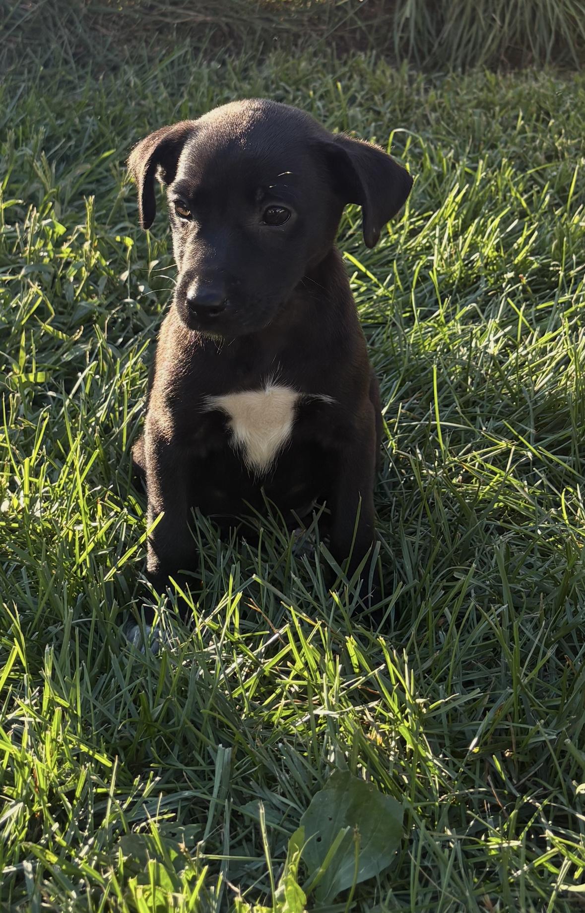 Flick, a ADOPTABLE mixed breed in Hillsdale, NY image 4/4