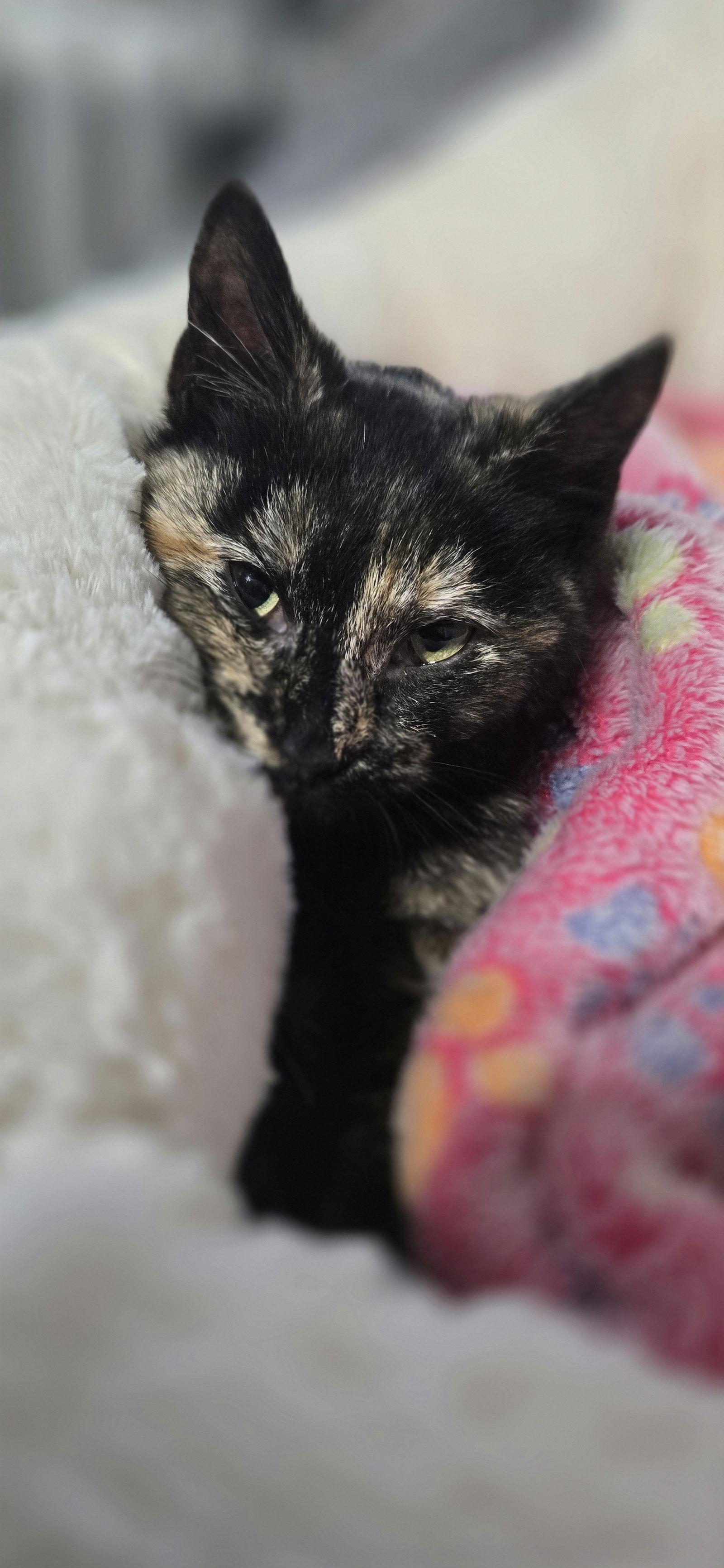 Tortellini (FCID# 01/12/26-517 Brookhaven PS) KC, Adopted, Kitten Female Tortoiseshell.