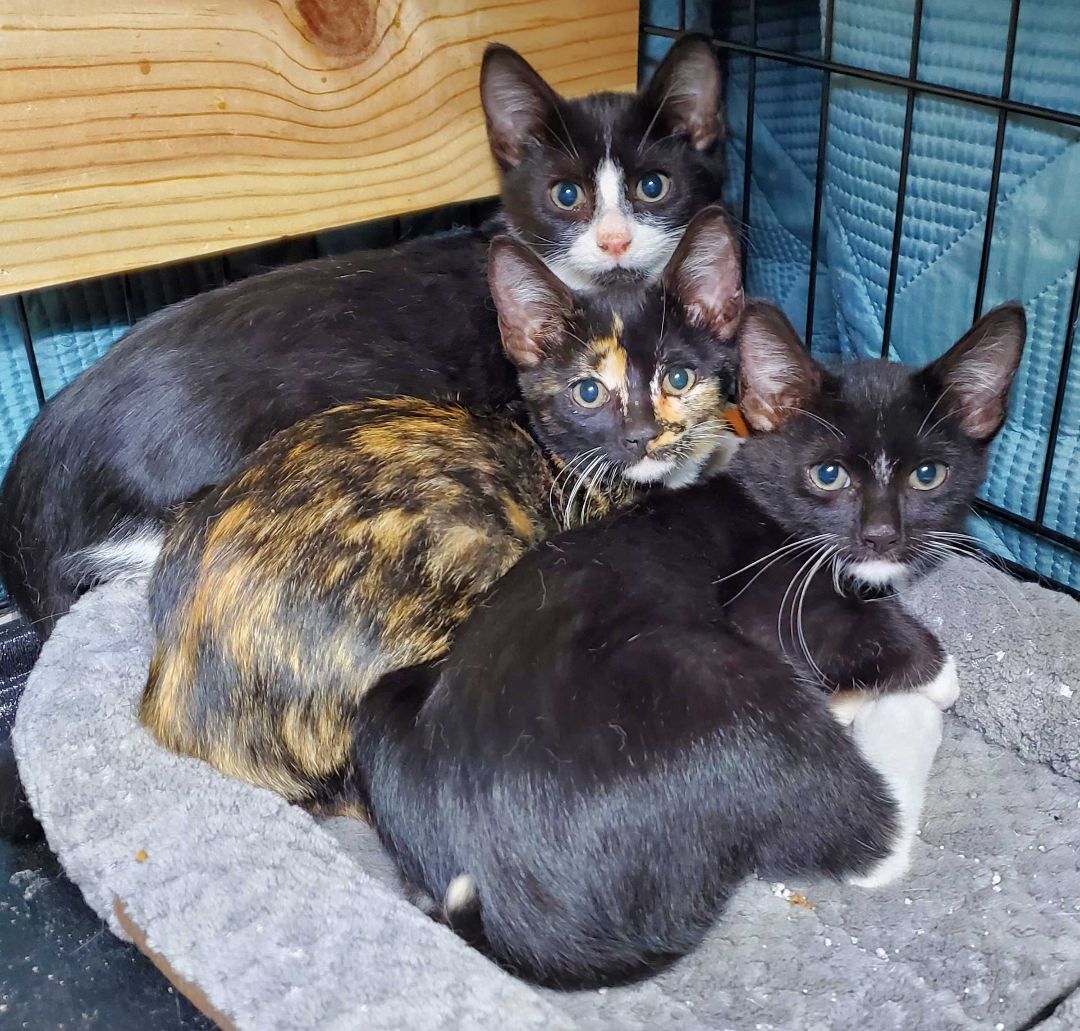 Trixie, Adopted, Kitten Female American Shorthair.