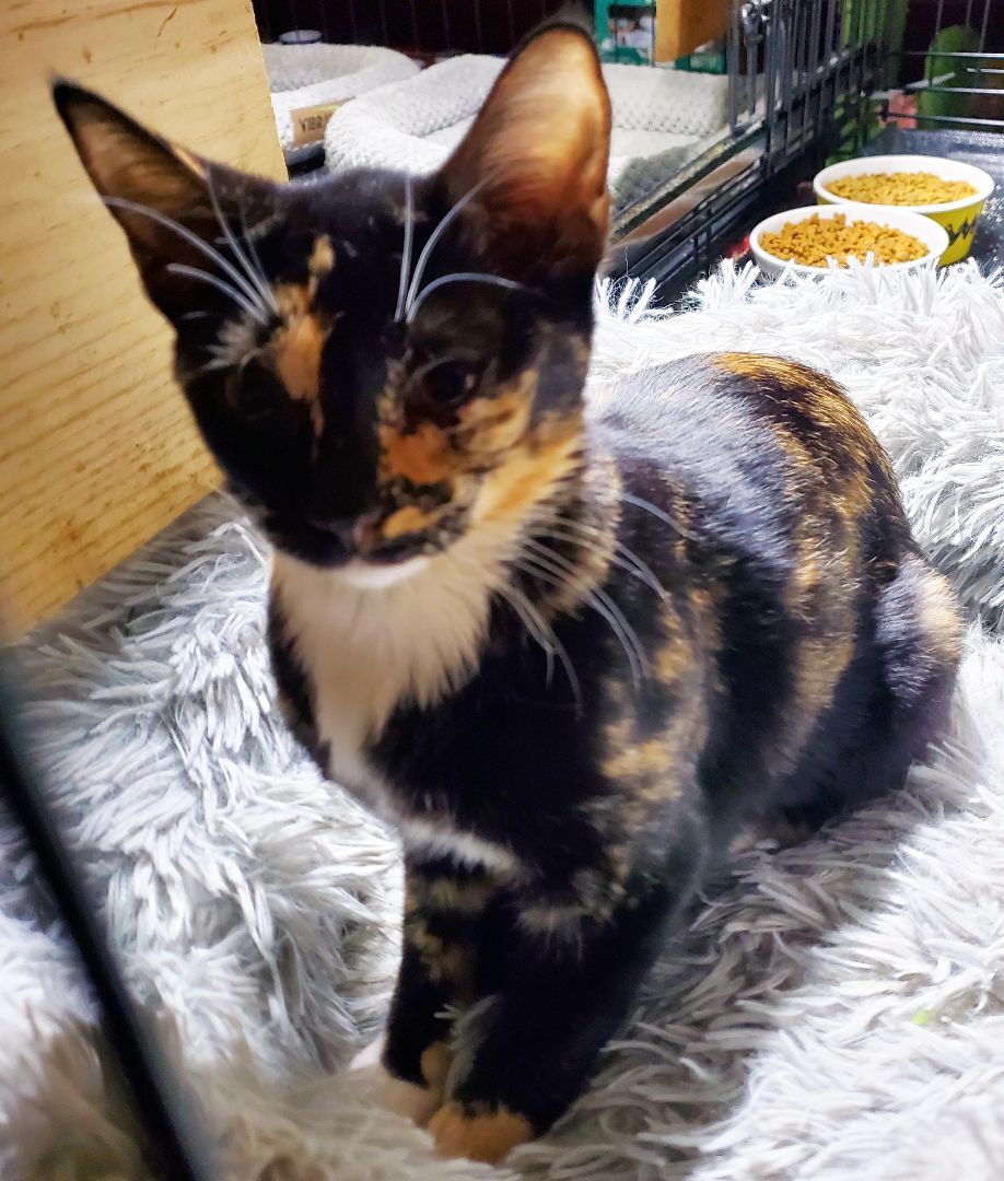 Enlarge Trixie, a Adopted American Shorthair in HENDERSON, TX image 2/3