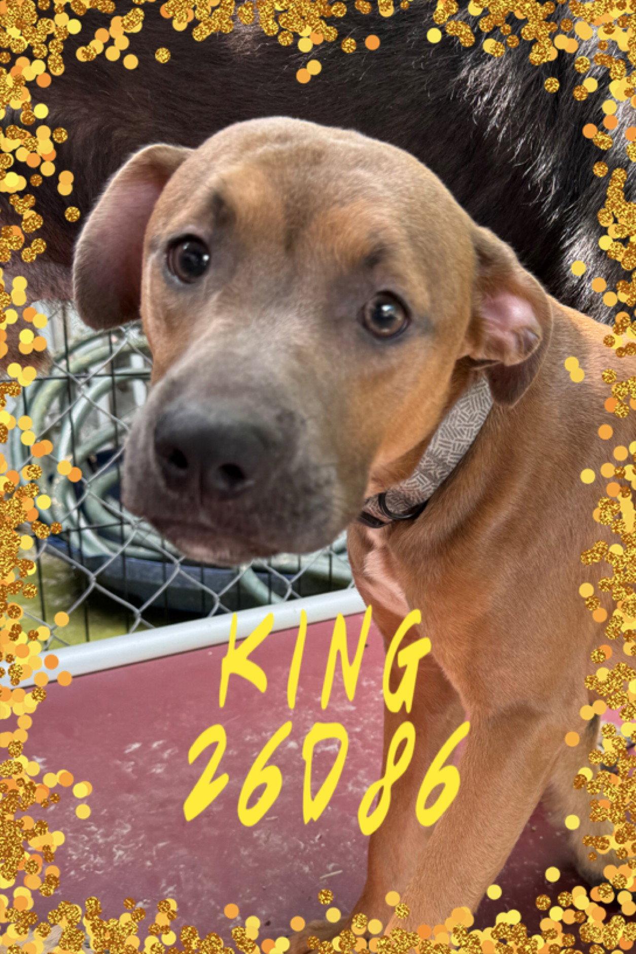 Enlarge King, a Adopted Pit Bull Terrier in New Martinsville, WV image 1/1