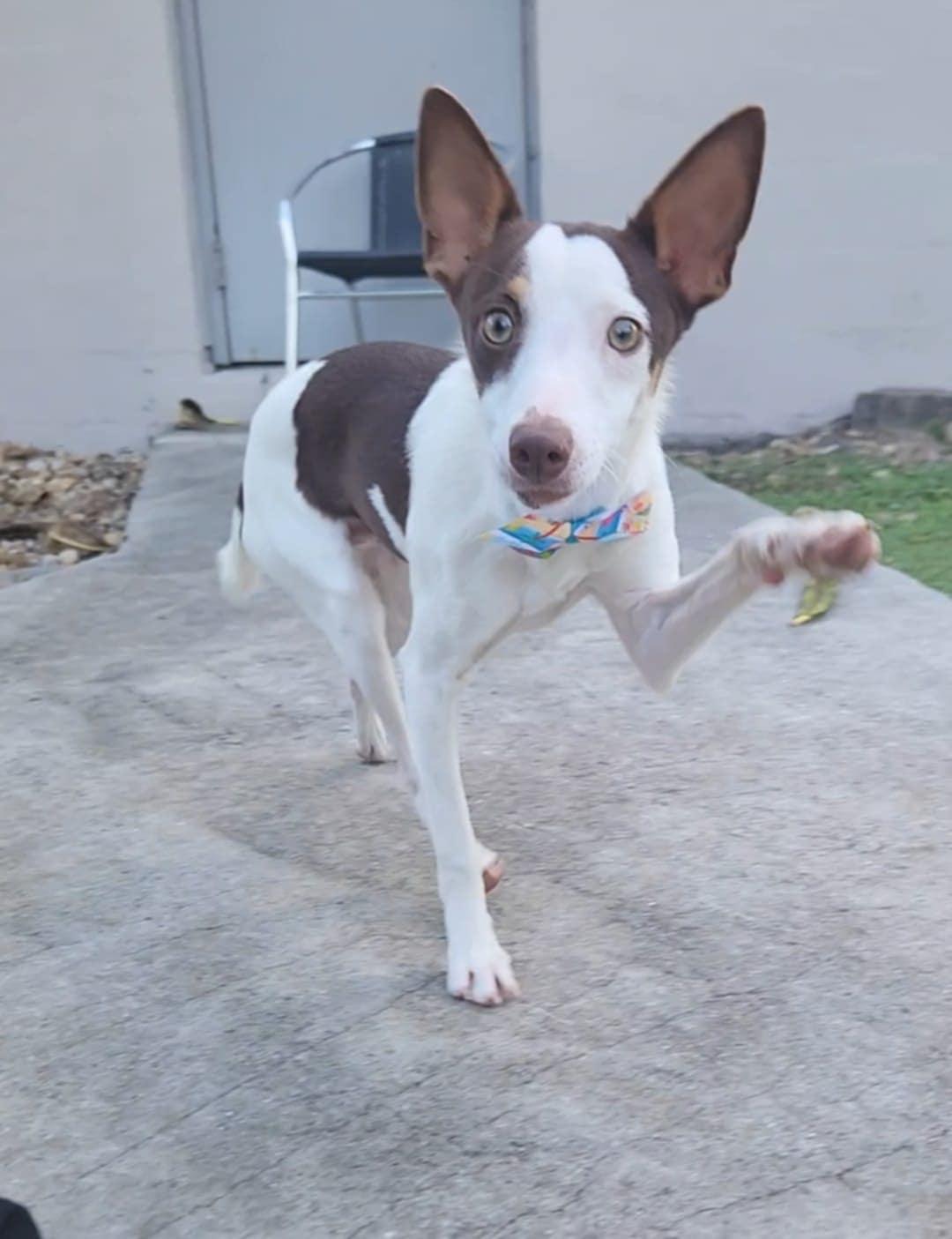 Marty, a Adoptable Rat Terrier in Miami, FL image 1/2
