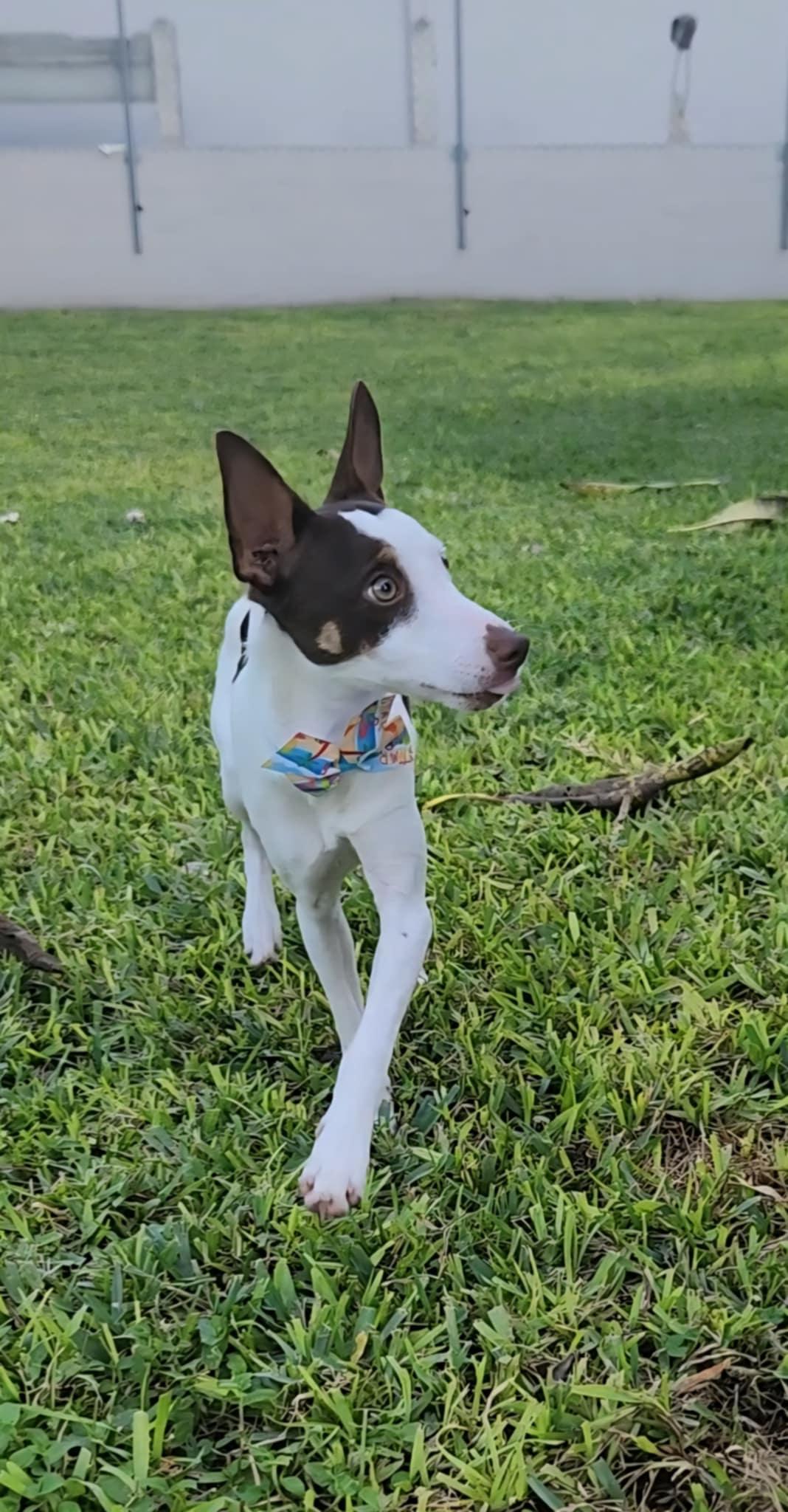 Marty, a Adoptable Rat Terrier in Miami, FL image 2/2