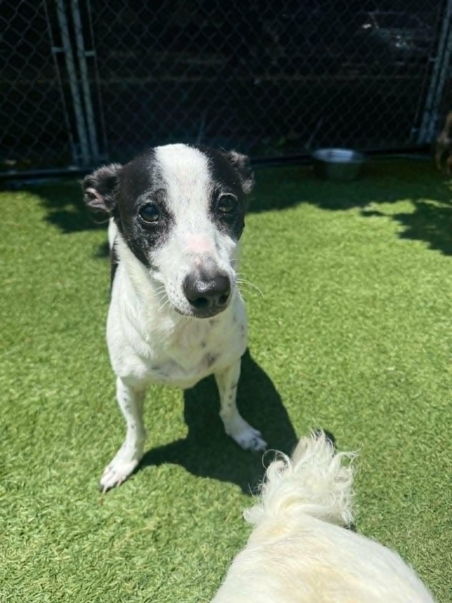 China and Suzie - Bonded Senior Sisters, a ADOPTABLE mixed breed in Groton, CT image 1/2