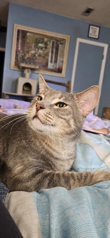 Buddy, Adoptable, Adult Male Domestic Short Hair.