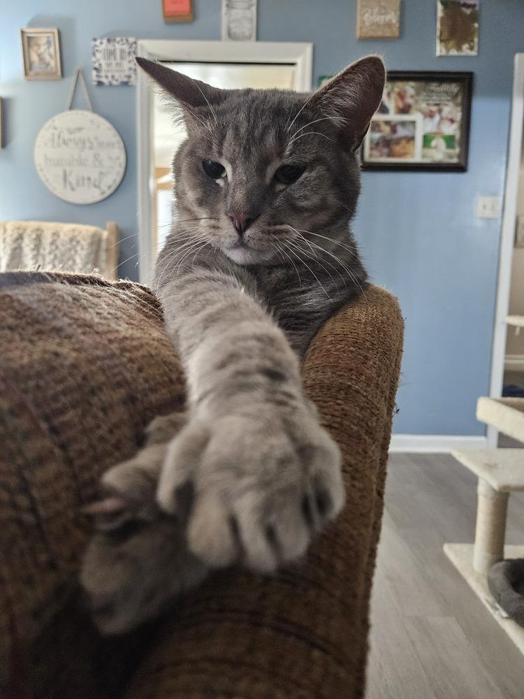 Buddy, a Adoptable Domestic Short Hair in GREENVILLE, SC image 2/6