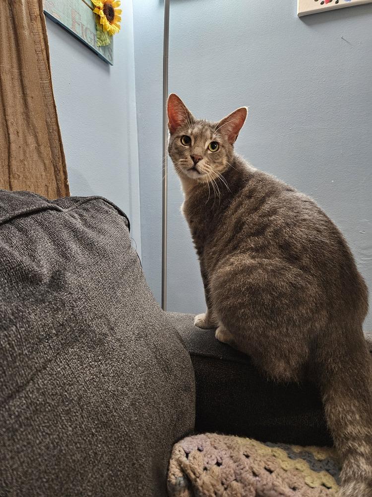 Buddy, a Adoptable Domestic Short Hair in GREENVILLE, SC image 3/6