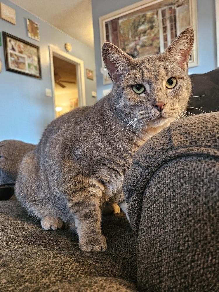 Buddy, a Adoptable Domestic Short Hair in GREENVILLE, SC image 4/6