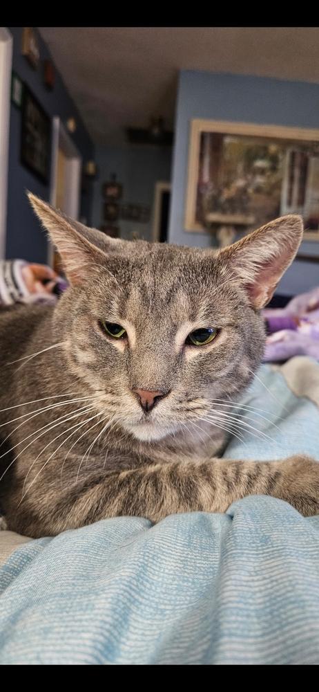Buddy, a Adoptable Domestic Short Hair in GREENVILLE, SC image 5/6