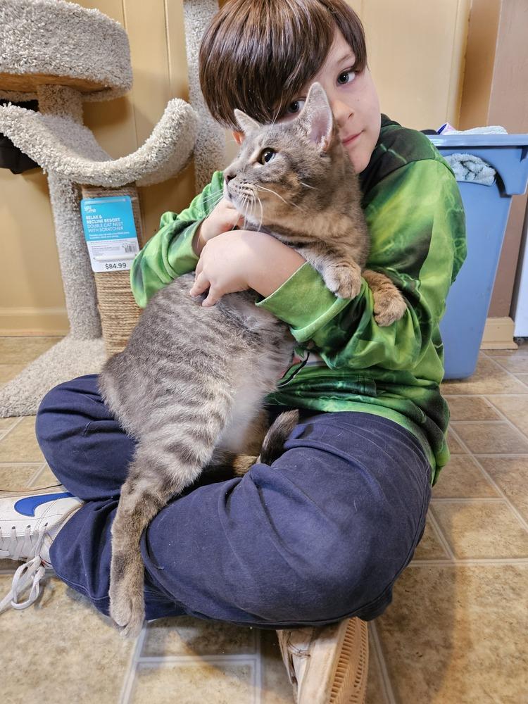 Buddy, a Adoptable Domestic Short Hair in GREENVILLE, SC image 6/6