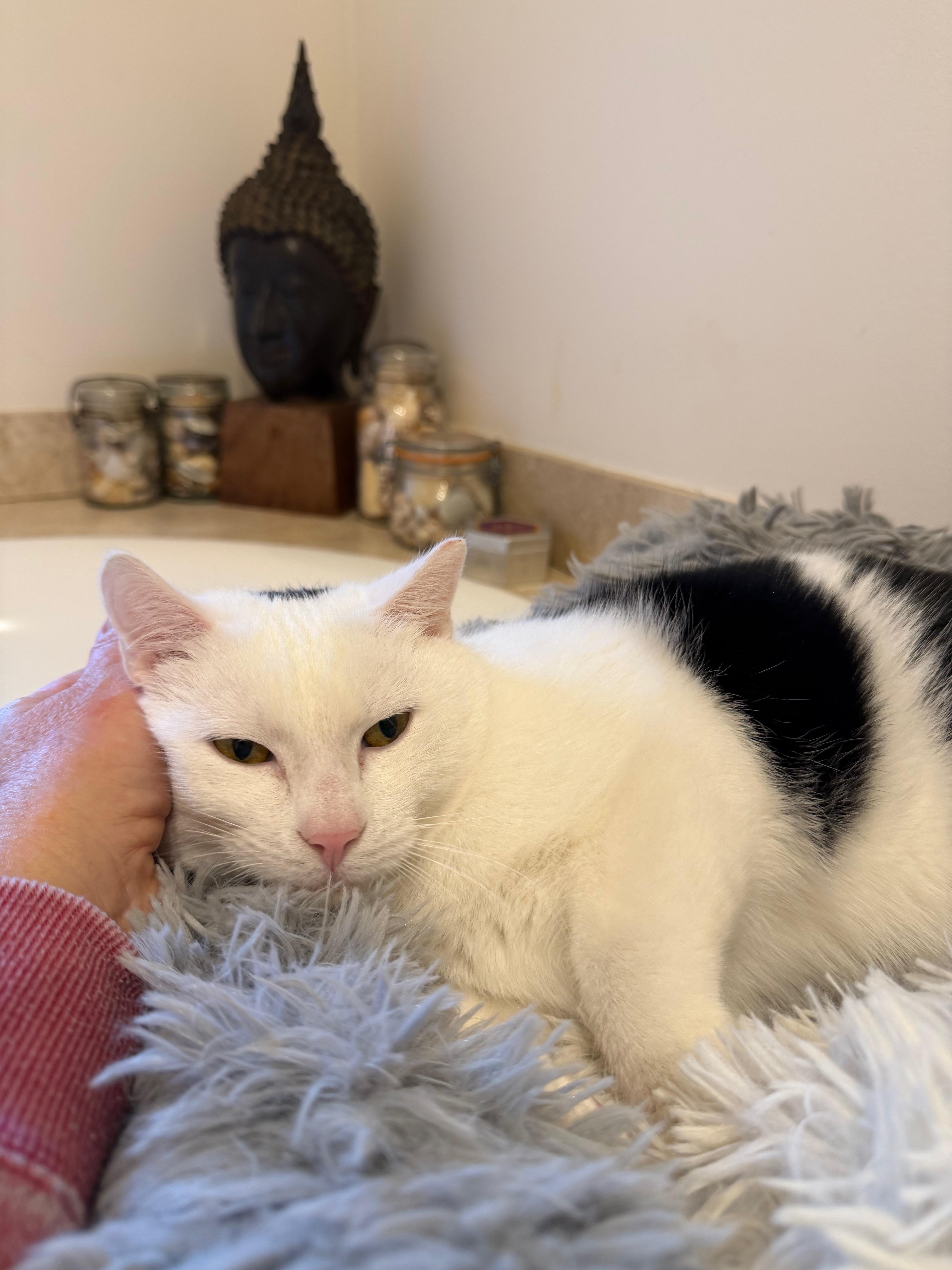 Enlarge Tristan, a Adoptable Domestic Short Hair in Manhasset, NY image 2/6