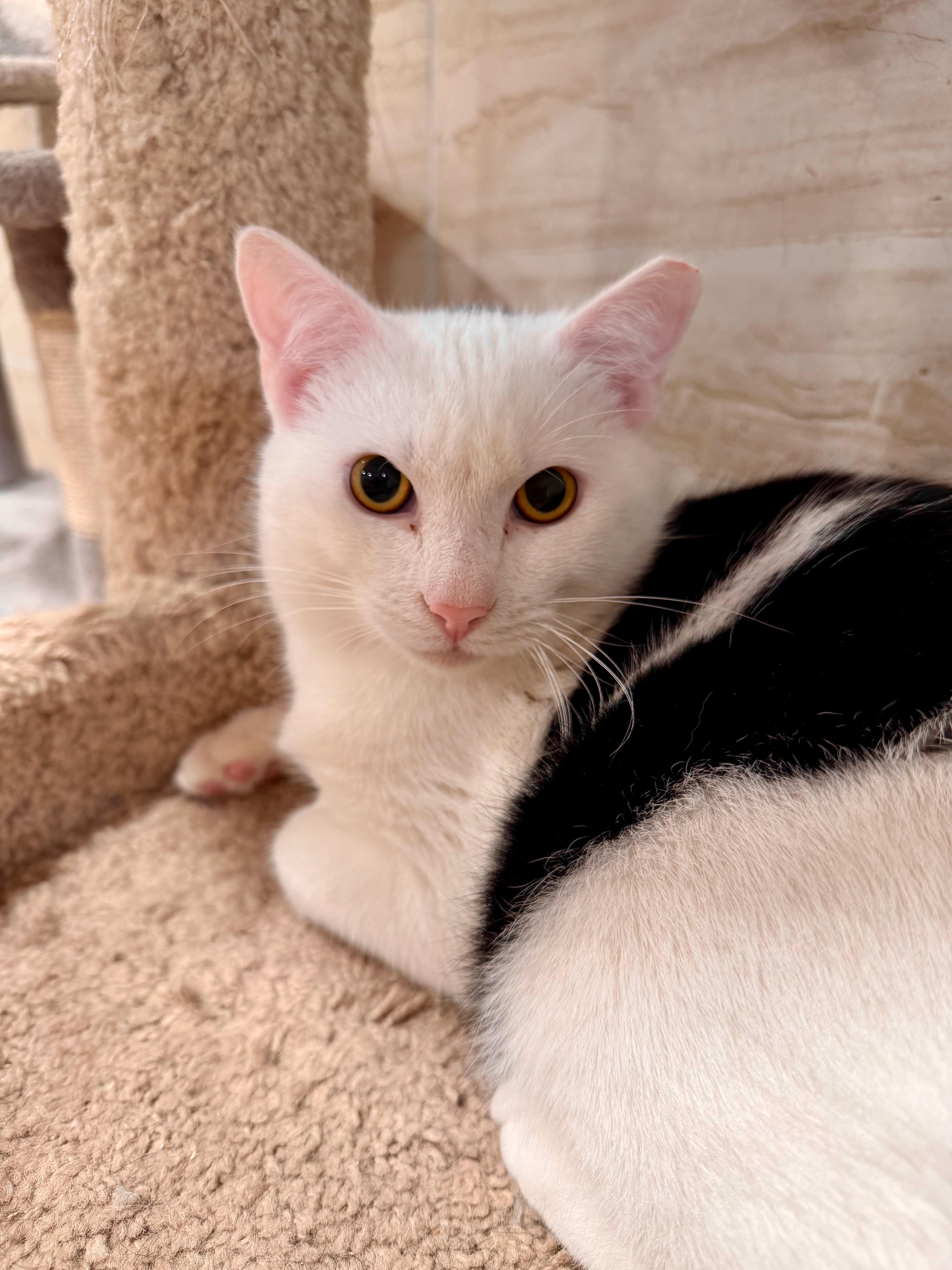 Enlarge Tristan, a Adoptable Domestic Short Hair in Manhasset, NY image 3/6