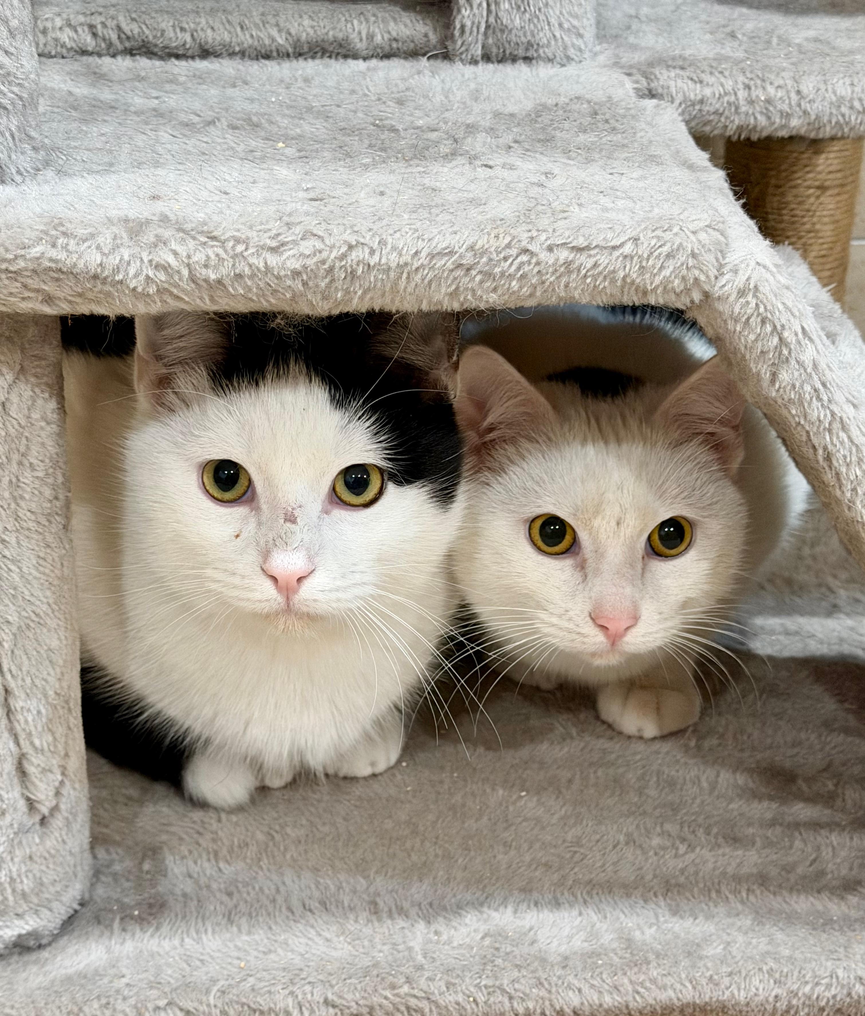 Enlarge Tristan, a Adoptable Domestic Short Hair in Manhasset, NY image 4/6