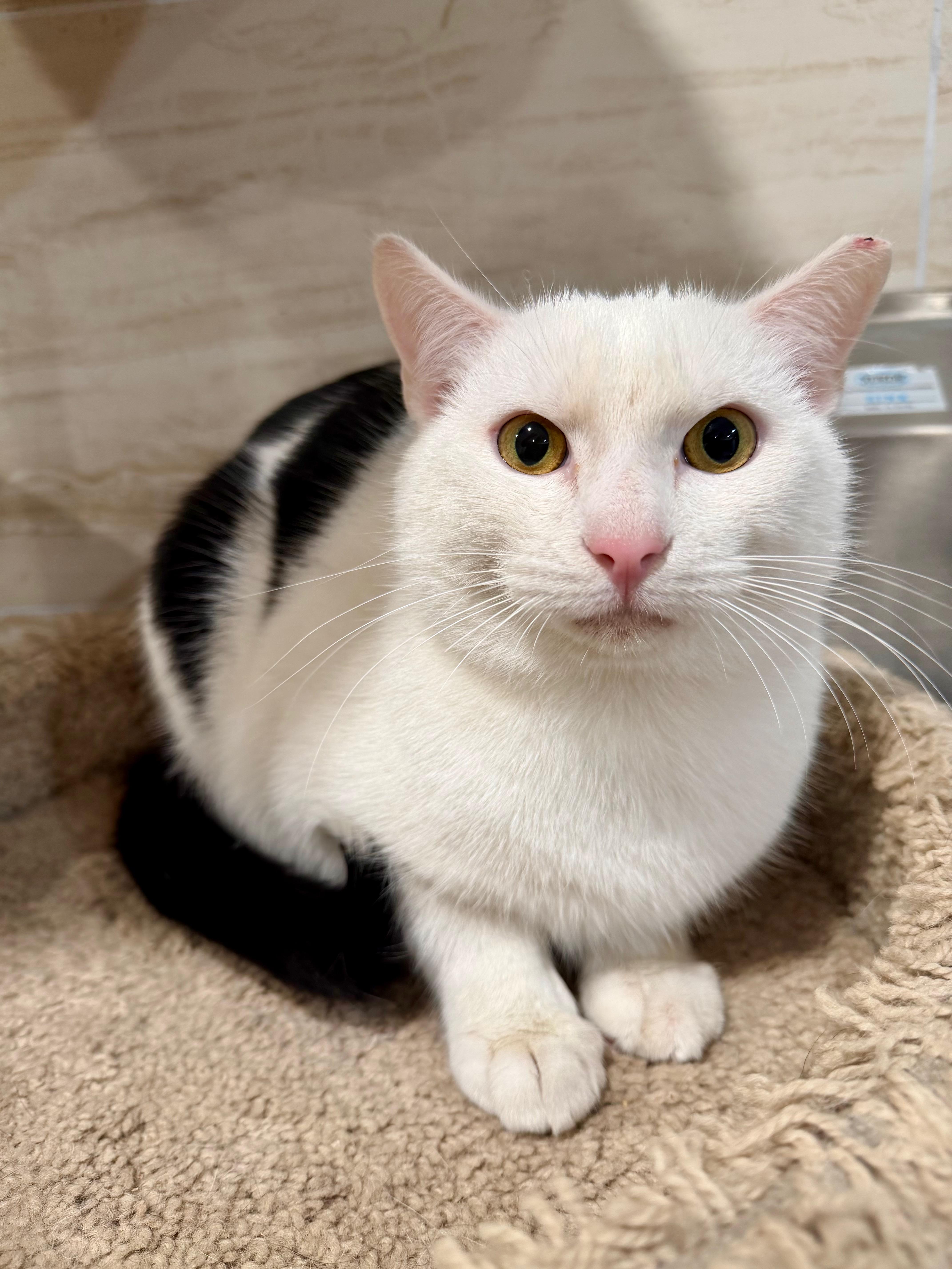 Enlarge Tristan, a Adoptable Domestic Short Hair in Manhasset, NY image 5/6