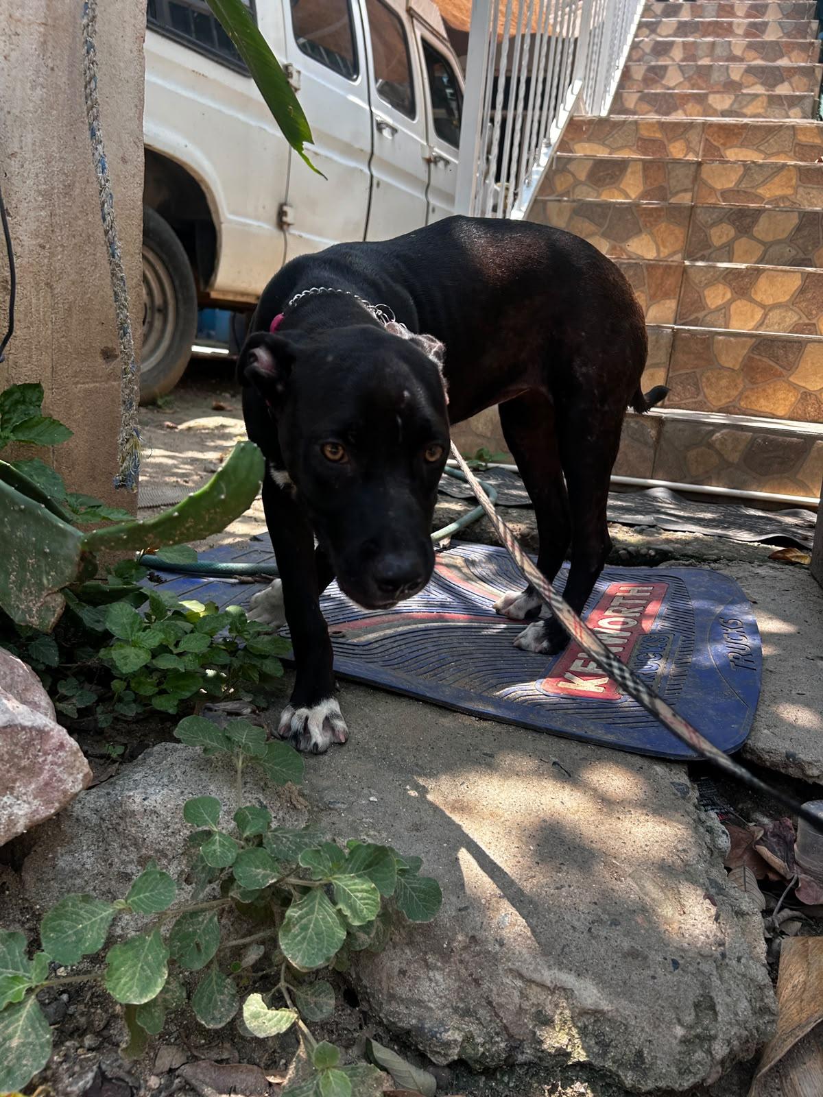 Misa, a Adoptable mixed breed in Los Angeles, CA image 3/4