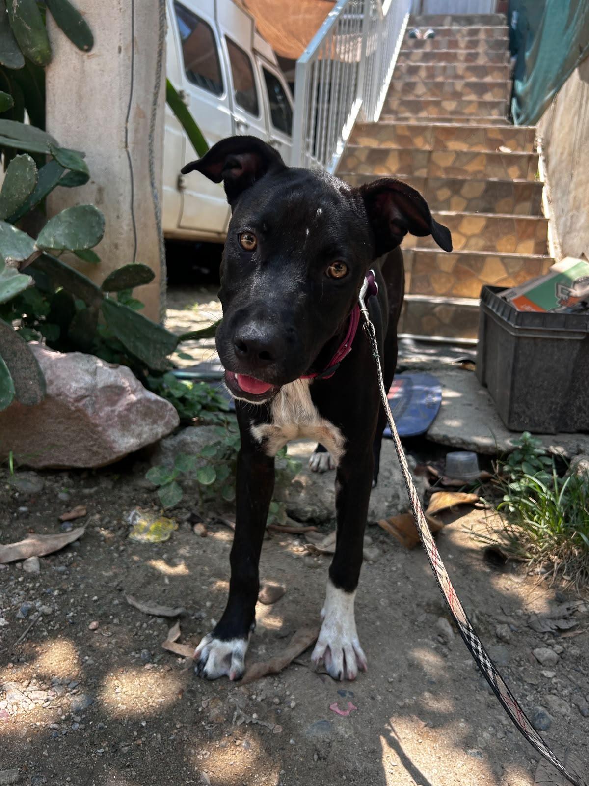 Misa, Adoptable, Puppy Female Labrador Retriever & Mixed Breed.