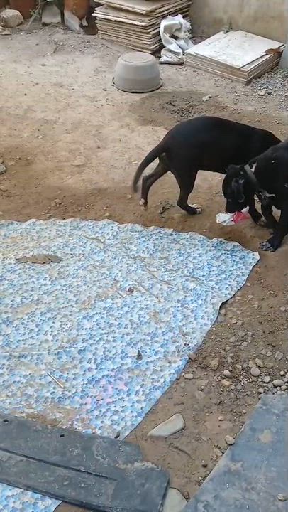 Enlarge Misa, a Adoptable mixed breed in Los Angeles, CA video 4/4
