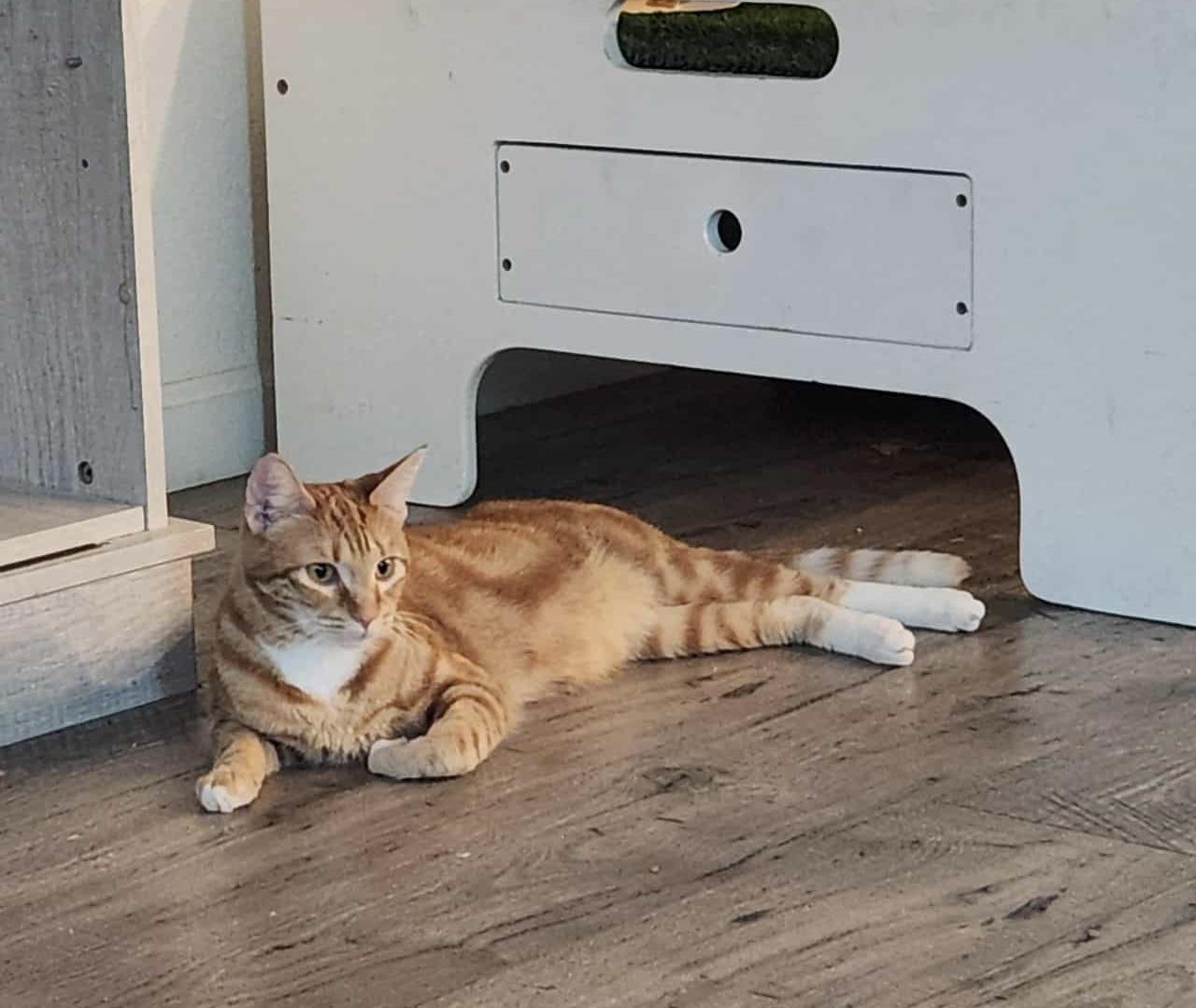 Winifred, Adoptable, Adult Female Domestic Short Hair.