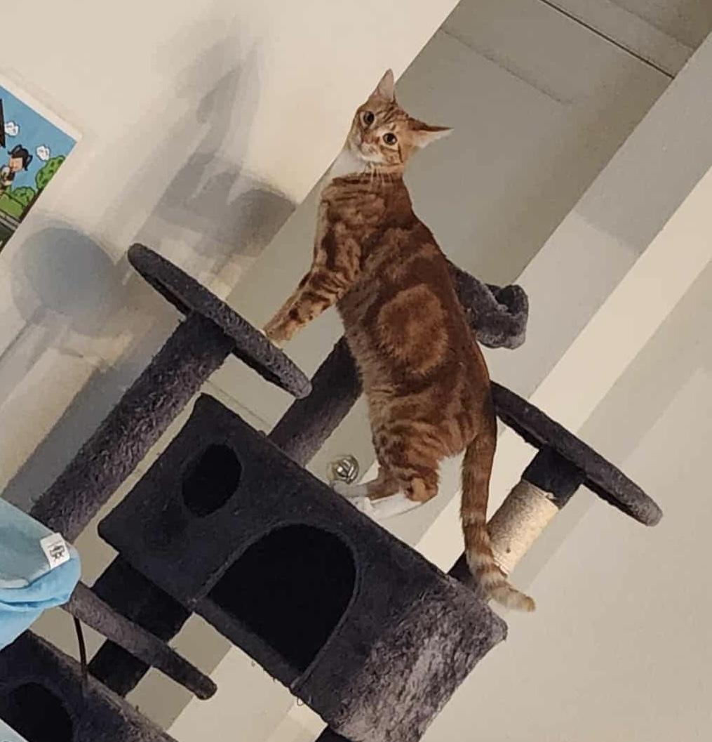 Winifred, a Adoptable Domestic Short Hair image 3/4