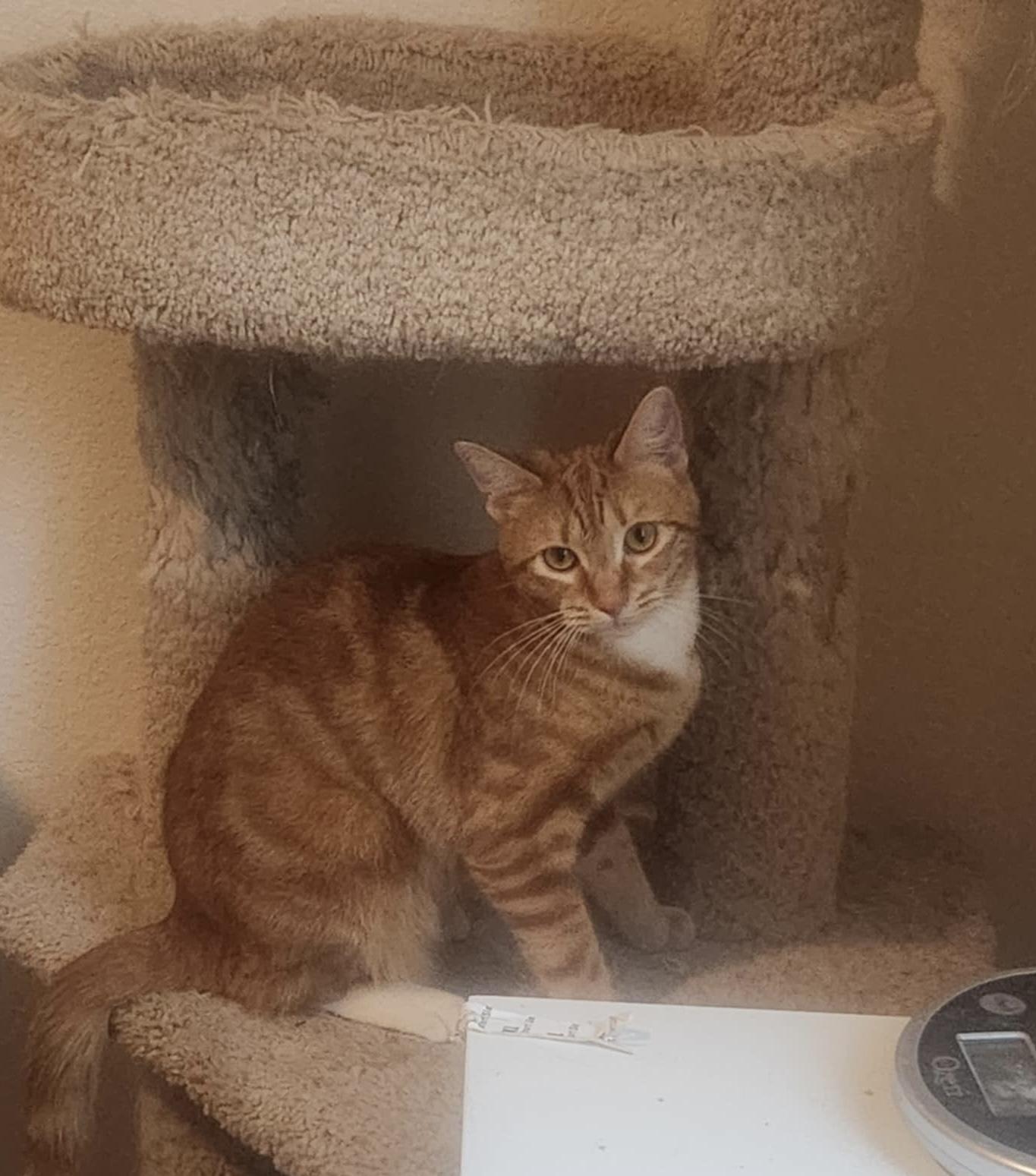 Winifred, a Adoptable Domestic Short Hair image 4/4