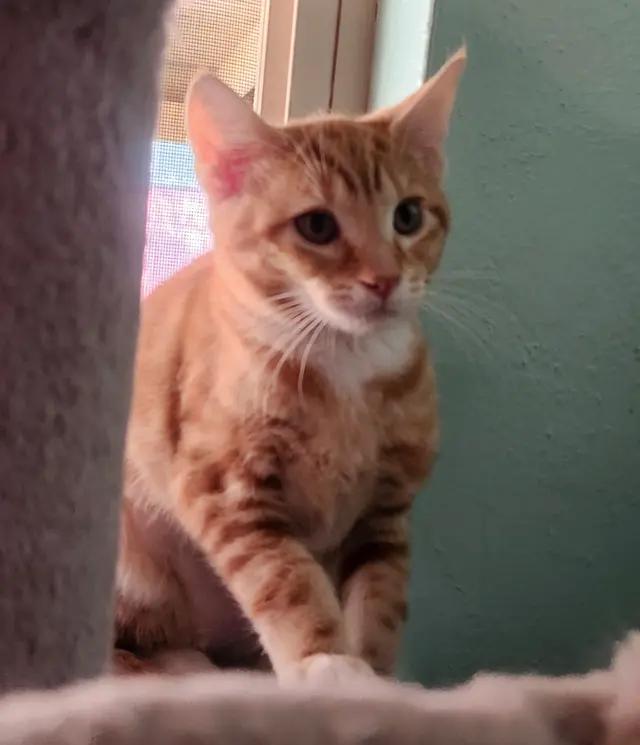 Winifred, a Adoptable Domestic Short Hair image 2/4