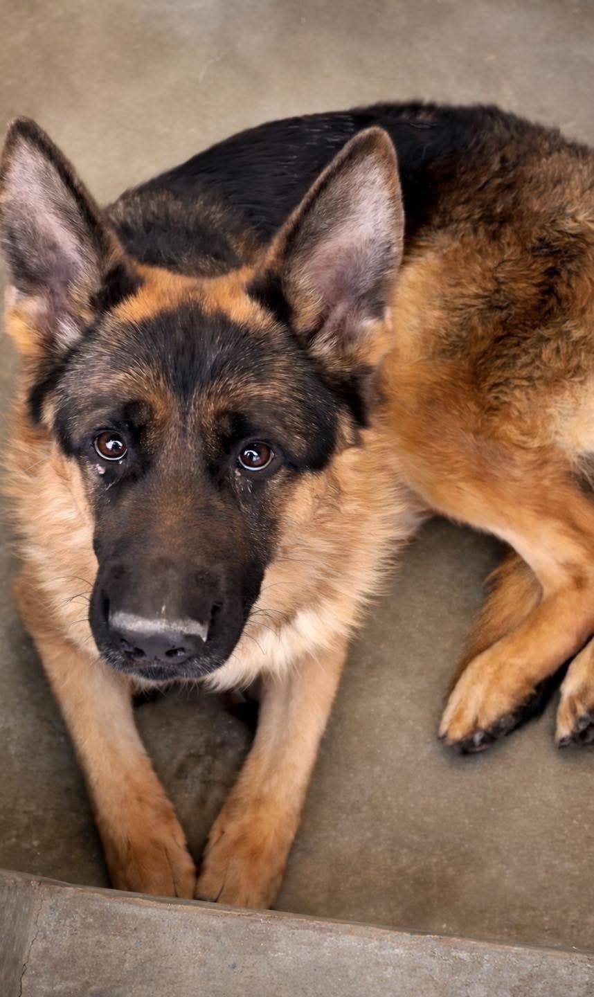 Enlarge Charlie 2, an adopted German Shepherd Dog in Albany, NY image 1/3