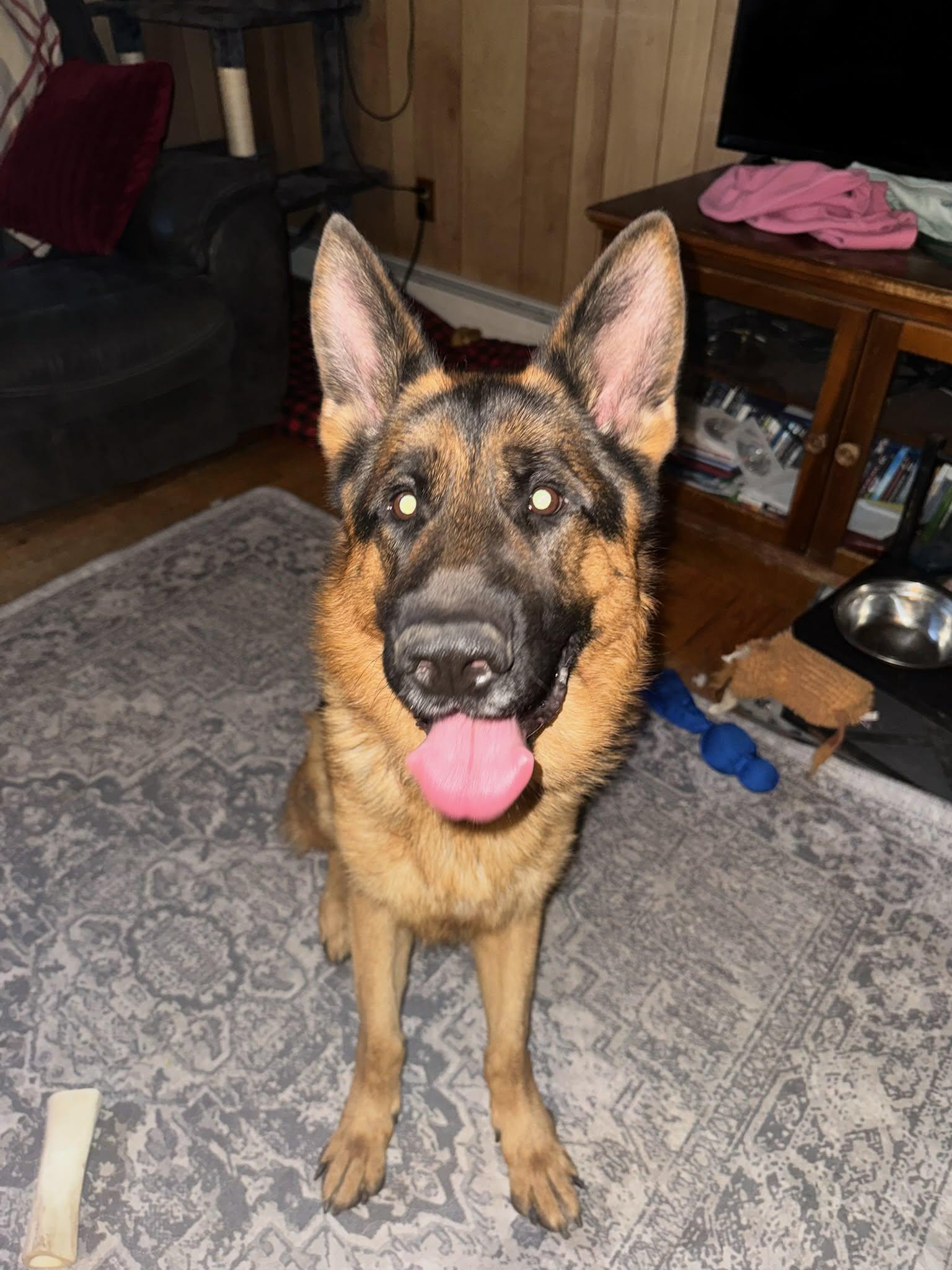 Enlarge Charlie 2, an adopted German Shepherd Dog in Albany, NY image 3/3