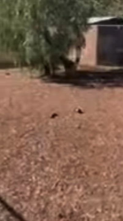 Enlarge Charlie 2, an adopted German Shepherd Dog in Albany, NY video 2/3