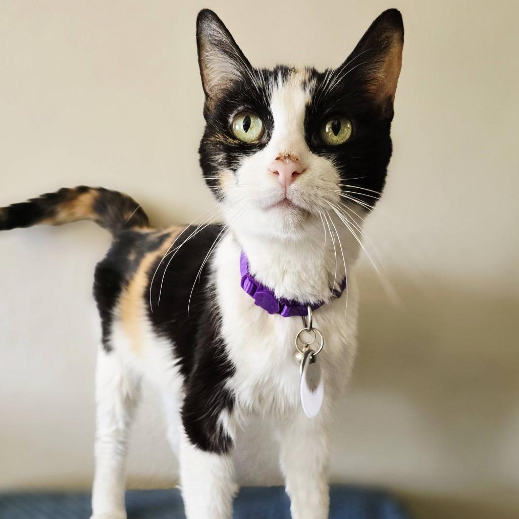 Patches — thumbnail 2