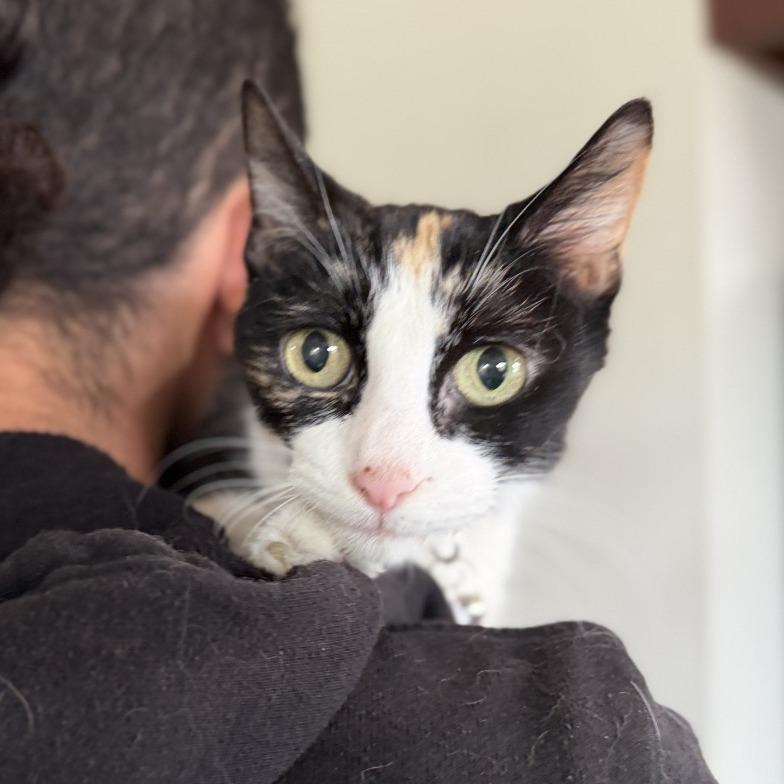 Patches — thumbnail 3