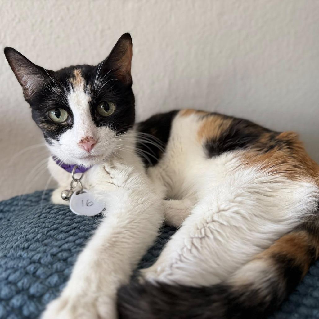 Patches — thumbnail 4