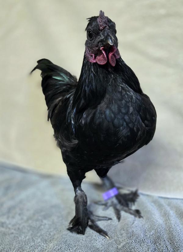 Robin, Adoptable, Adult Male Chicken.