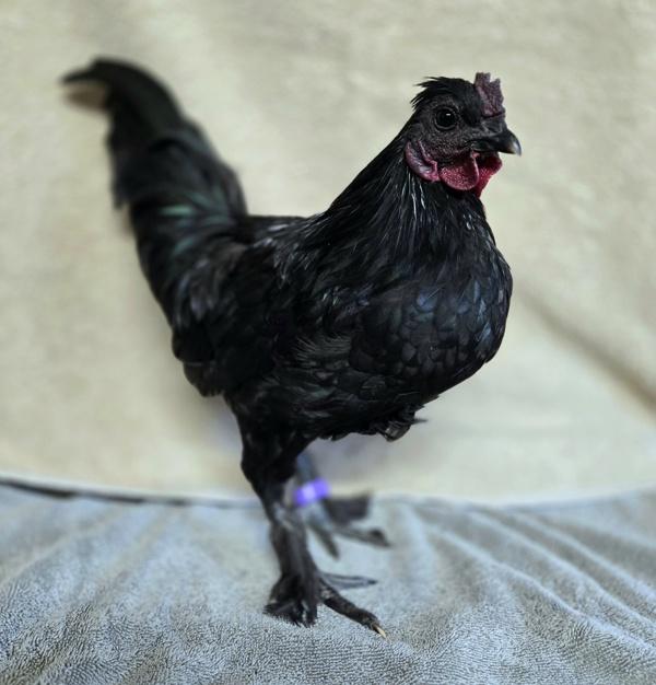 Robin, a Adoptable mixed breed in Monterey, CA image 2/2