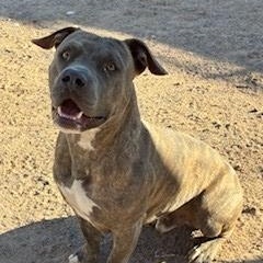 Dyson, adoptable, Adult Male American Bully.