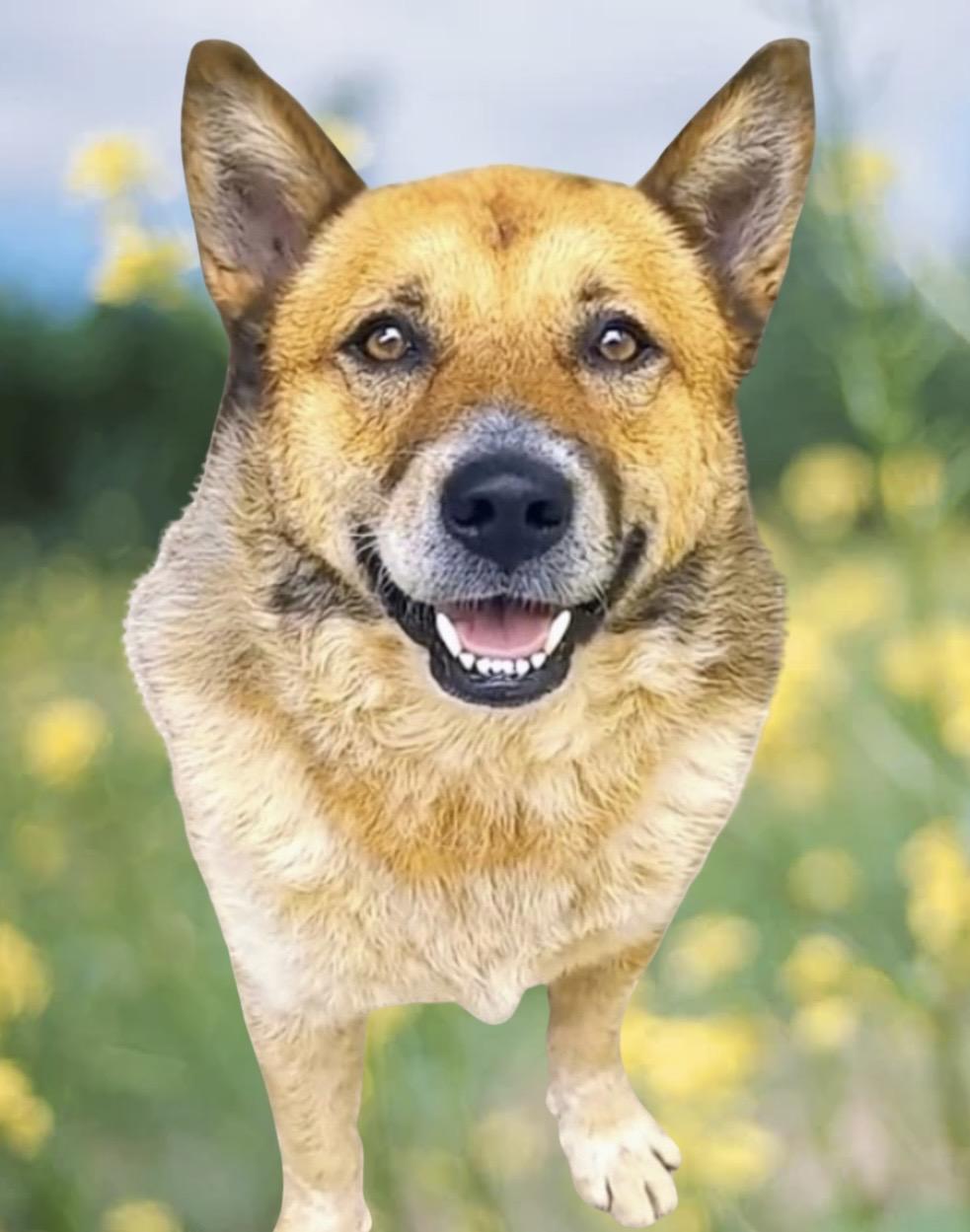 Enlarge Calvin, a Adoptable mixed breed in Westfield, NY image 4/6