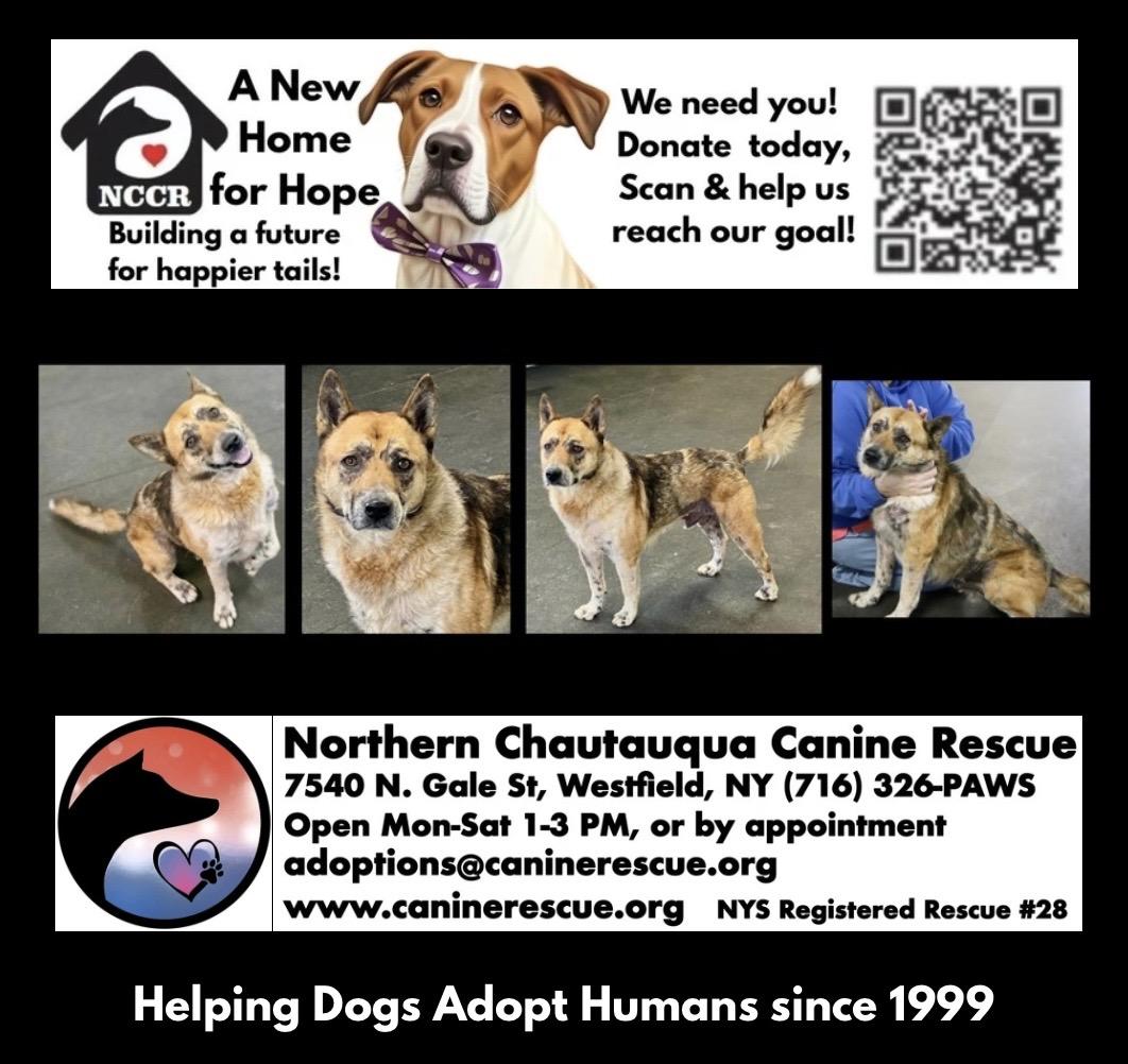 Enlarge Calvin, a ADOPTABLE mixed breed in Westfield, NY image 5/6