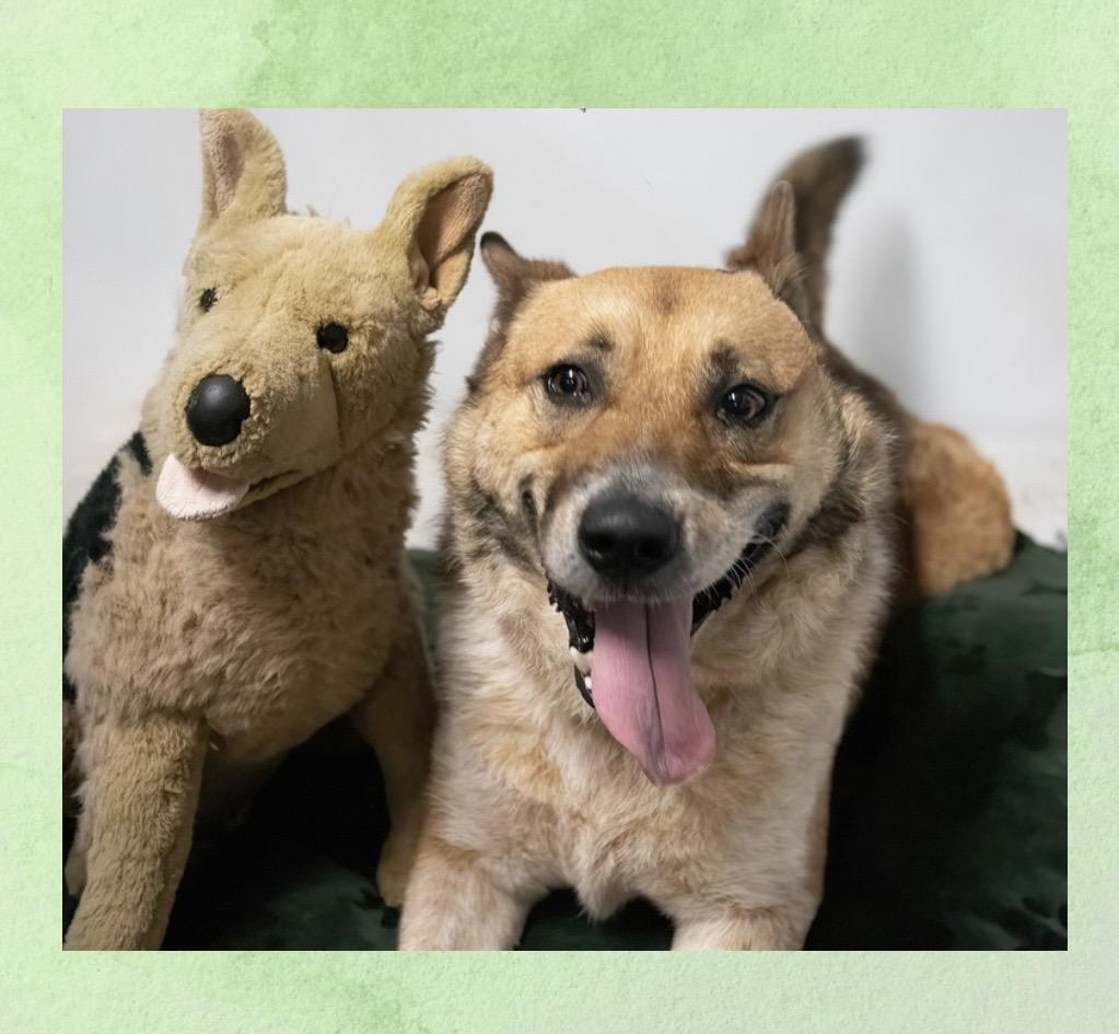 Enlarge Calvin, a Adoptable mixed breed in Westfield, NY image 2/6